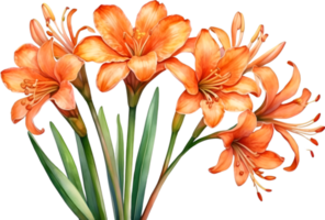 AI generated Watercolor painting of Clivia miniata flower. Ai-Generated png