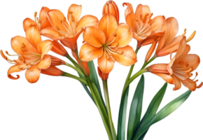 AI generated Watercolor painting of Clivia miniata flower. Ai-Generated png