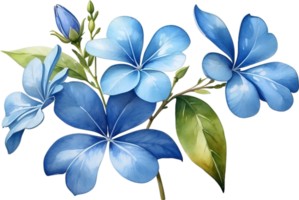 AI generated Watercolor painting of Cape Plumbago flower. Ai-Generated png