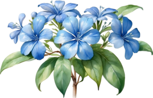 AI generated Watercolor painting of Cape Plumbago flower. Ai-Generated png