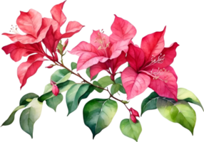 AI generated Watercolor painting of Bougainvillea flower. Ai-Generated png