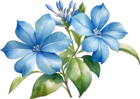 AI generated Watercolor painting of Cape Plumbago flower. Ai-Generated png