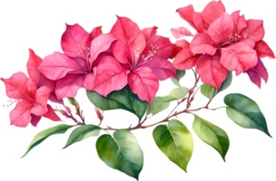 AI generated Watercolor painting of Bougainvillea flower. Ai-Generated png