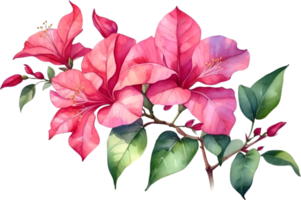 AI generated Watercolor painting of Bougainvillea flower. Ai-Generated png