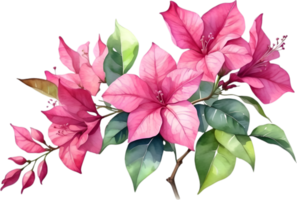 ai gegenereerd waterverf schilderij van bougainvillea bloem. ai-gegenereerd png