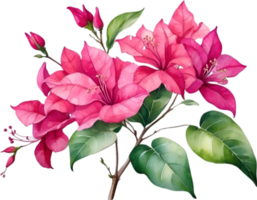ai genererad vattenfärg målning av bougainvillea blomma. ai-genererad png