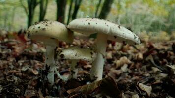 Pilze unter das Baum von Kalabrien aspromonte Park video