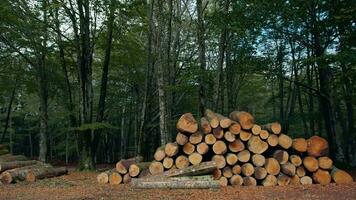 albero tagliare tronchi disposte nel il americano montagne video