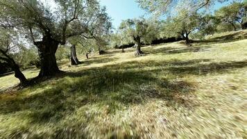 Olive quality for extra virgin oil production video