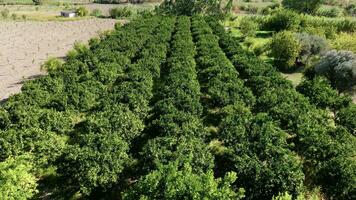 bergamote des arbres cultivation dans calabre terre video