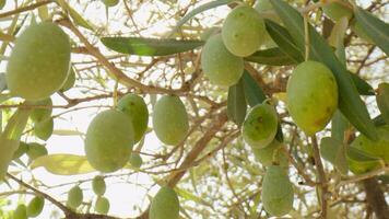 Olive tree with fruits hanging from the branches in Italy video