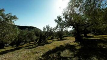 aceituna petróleo árbol en el naturaleza de calabria región video