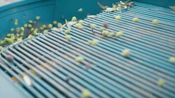 Defoliation machine full of clean olives falling down video