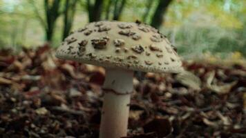 peu blanc champignon en dessous de le arbre de montagnes la nature video