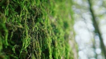 Moss on the tree of national park video