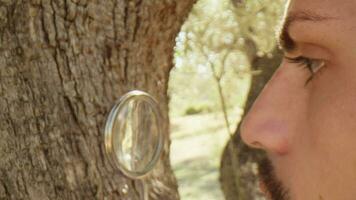 Agronomist looking at the trunk of an olive tree with magnifiying glass video