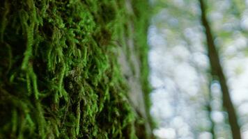 Moss of a trunk of tree in national protected park video