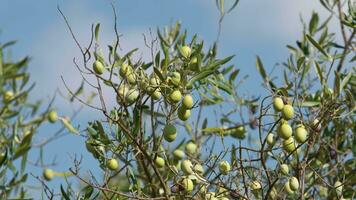 Olive in Calabria countryside tree video