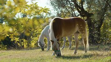 sano marrón caballo alimentación en un zoo video