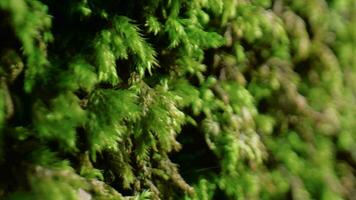 Aspromonte National park moss on the trunk video