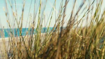 Pflanzen gegen das Strand und Ozean im Sommer- video