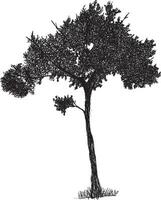 Hand drawn tree sketch vector