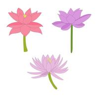 Water Lily Lotus Flower Collection Set vector