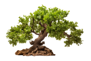 AI generated Oak with Transparent Background. png