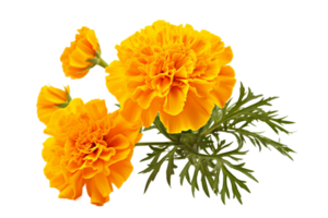 AI generated Marigold with Transparent Background. png