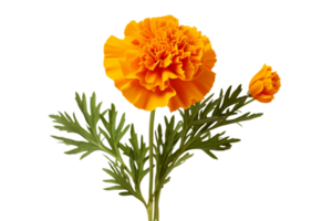 AI generated Marigold with Transparent Background. png