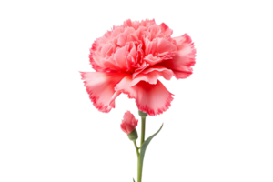 AI generated Carnation with a Transparent Background. png