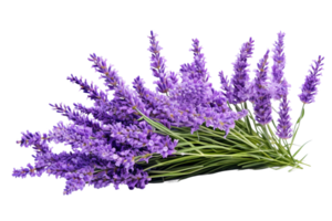 AI generated Lavender with Transparent Background. png