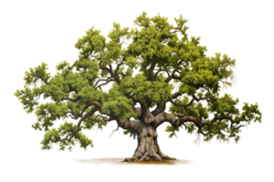 AI generated Oak with Transparent Background. png