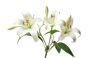 AI generated Lily with Transparent Background. png