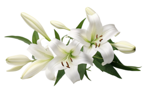 AI generated Lily with Transparent Background. png