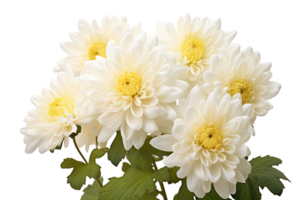 AI generated Chrysanthemum with Transparent Background. png