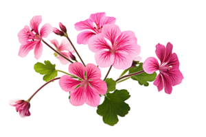 ai genererad geranium med en transparent bakgrund. png