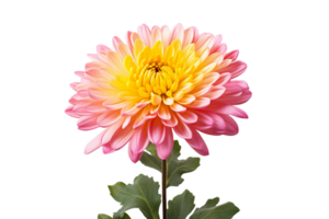 ai generiert Chrysantheme mit transparent Hintergrund. png