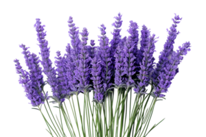 ai generato lavanda con trasparente sfondo. png