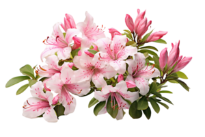 AI generated Azalea with Transparent Background. png