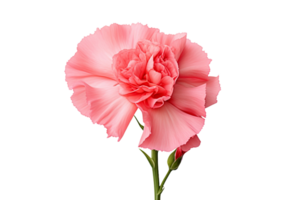 AI generated Carnation with a Transparent Background. png