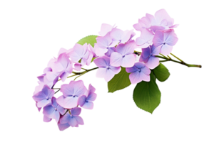 AI generated Hydrangea with a Transparent Background. png