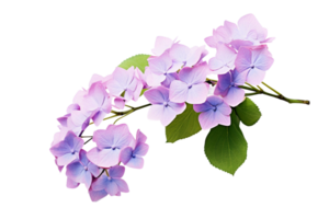 ai genererad hortensia med en transparent bakgrund. png