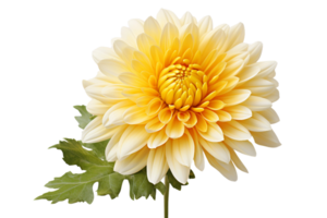 AI generated Chrysanthemum with Transparent Background. png