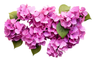 AI generated Hydrangea with a Transparent Background. png