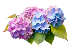 AI generated Hydrangea with a Transparent Background. png