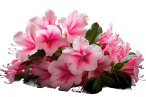 AI generated Azalea with Transparent Background. png