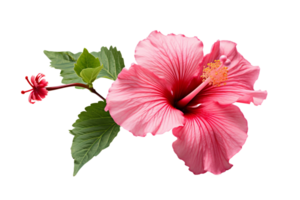 AI generated Hibiscus with Transparent Background. png