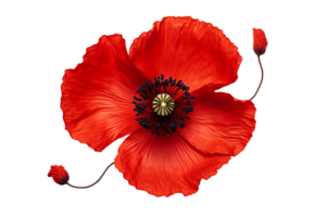 AI generated Poppy with a Transparent Background. png