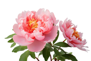 AI generated Peony with Transparent Background. png